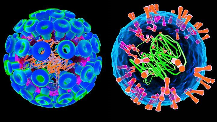 HSV-1和HSV-2都能导致生殖器疱疹